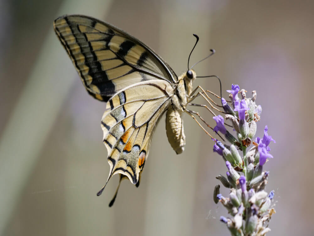 gola del furlo natuur foto 1