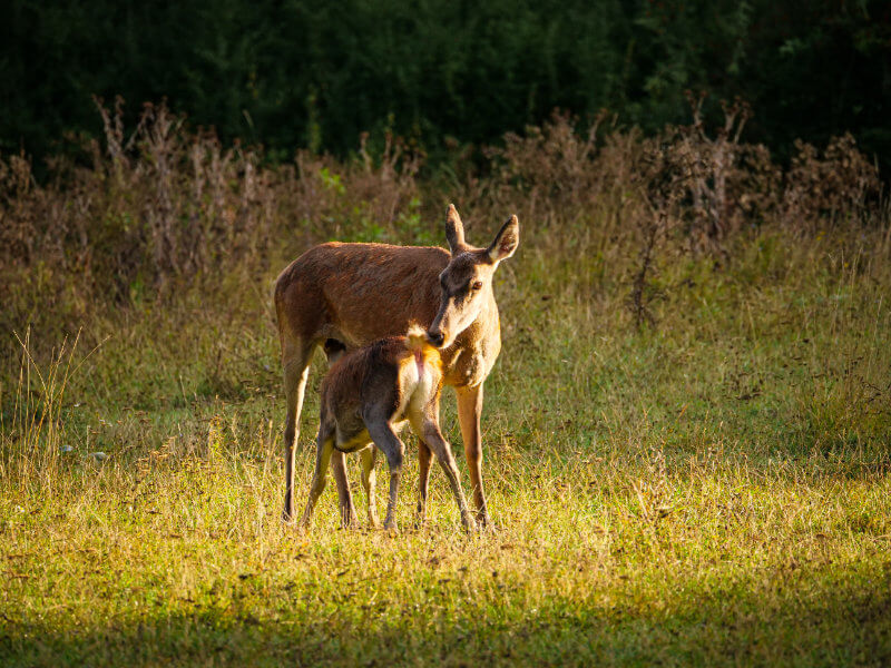 natuurfotografie gola del furlo 2