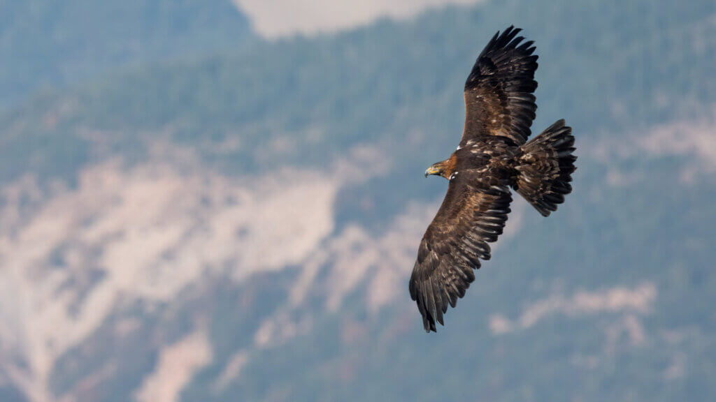 vogels spotten in de furlo