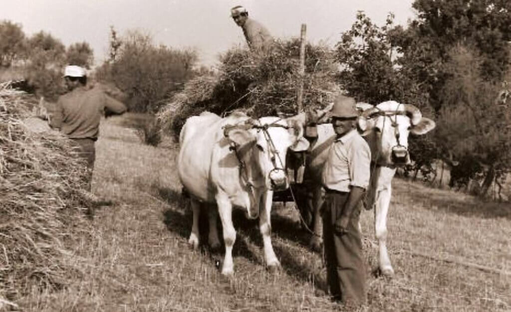carratura grano